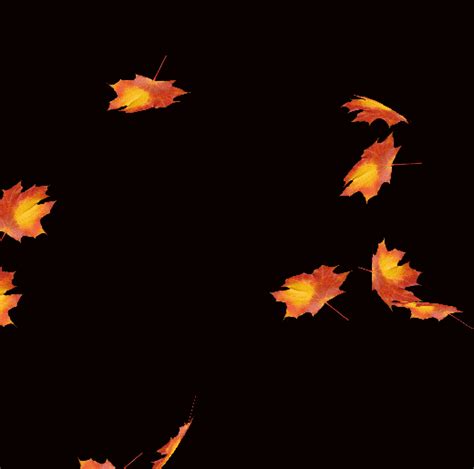 falling leaves gif|transparent leaves gif.